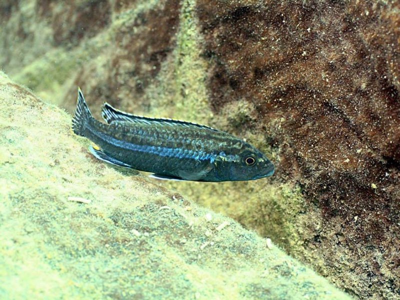 Melanochromis simulans 'Gome Rock'